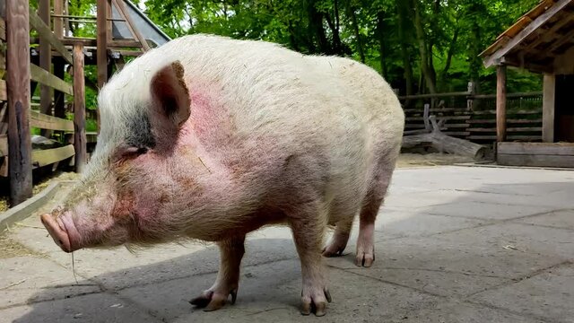 Ferkel Schwein grunzt - Tierschutz