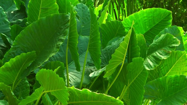 Large green tropical leaves moving in the wind and drop the shadows. Nature calm background