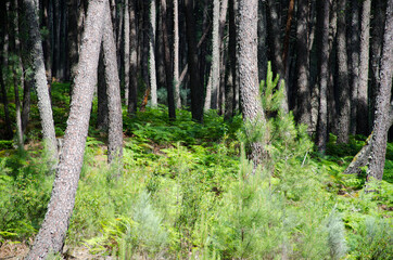Fototapeta premium charcos de agua y rios en el valle del tietar