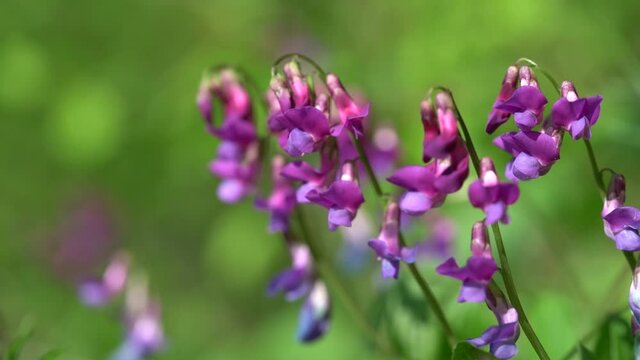 Beautiful bright colored spring banner of blooming wild forest pea or spring pea Lathyrus vernus. Close-up of bright purple-lilac flowers in sunlight.Selective focus