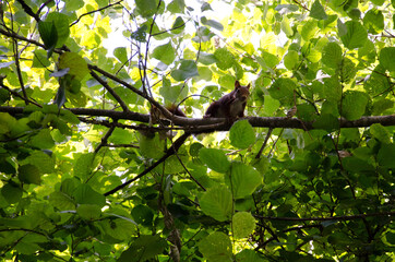 ARDILLA SALVAJE EN EL BOSQUE