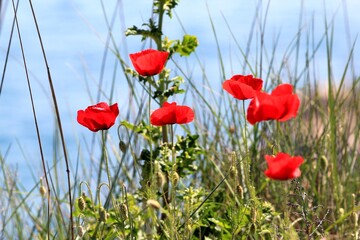 Red poppies on the sea background