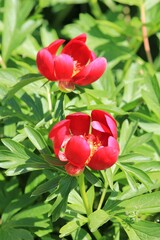 Wild red peonies Paeonia peregrina in the area "Kamen bryag" Bulgaria