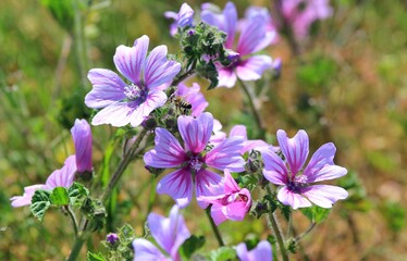 Purple flowers of Malva sylvestris in a clearing in the forest