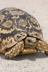 Head on portrait of wild Leopard Tortoise (Stigmochelys pardalis) Etosha National Park, Namibia.