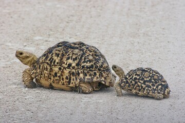 Mother and baby Tortoise (Stigmochelys pardalis)  crossing road Etosha National Park, Namibia.