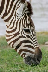 Closeup portrait of wild Burchell's Zebra (Equus quagga burchellii) grazing Etosha National Park, Namibia.