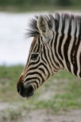 Closeup portrait of wild Burchell's Zebra (Equus quagga burchellii) looking side on Etosha National Park, Namibia.
