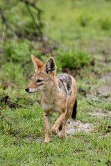 Closeup portrait of Black-backed Jackal (Lupulella mesomelas) running towards camera Etosha National Park, Namibia.