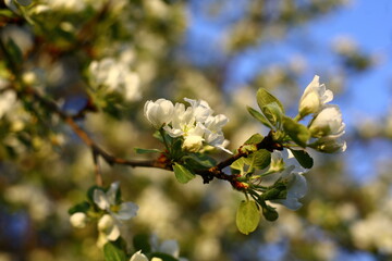 A close up of a flower