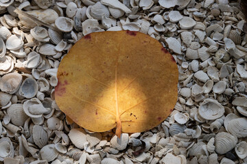 Leaf and sea shells