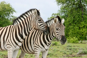 Fototapeta na wymiar Side on portrait of two wild Burchell's Zebra (Equus quagga burchellii) cuddling Etosha National Park, Namibia.