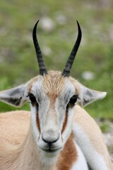 Closeup of Springbok (Antidorcas marsupialis) head sitting while grazing in Etosha National Park, Namibia.