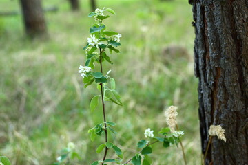 A close up of a tree