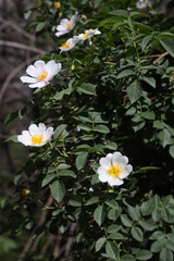 Beautiful flower with gentle yellow-pink petals and extra yellow core