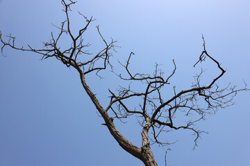 Lonely dead tree
