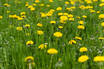 Green field with yellow dandelions