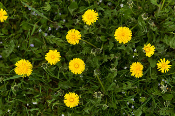 Green field with yellow dandelions