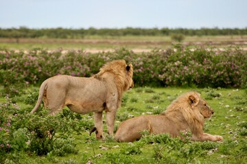 Fototapeta na wymiar Side on portrait of two wild lion (Panthera leo) resting in Etosha National Park, Namibia.