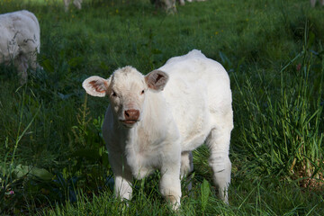Obraz premium Jeune veau à la lumière.
