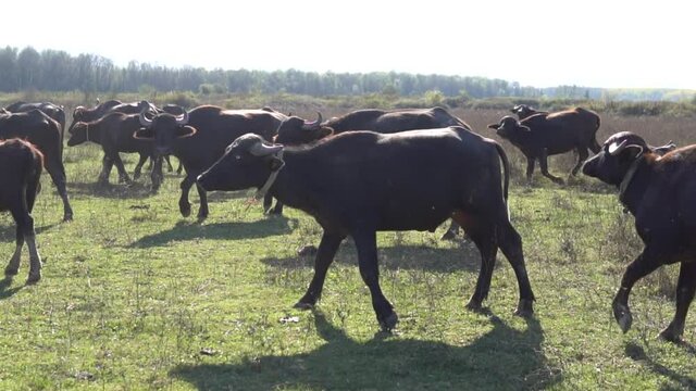 Water buffalo running from camera, slow motion