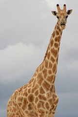 Landscape portrait of wild Angolan Giraffe (Giraffa camelopardalis angolensis) up close Etosha National Park, Namibia.