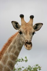 Fototapeta premium Landscape portrait of wild Angolan Giraffe (Giraffa camelopardalis angolensis) head and neck up close Etosha National Park, Namibia.