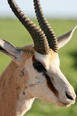 Closeup of Springbok (Antidorcas marsupialis) head and profile Etosha National Park, Namibia.