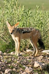 Side on portrait of Black-backed Jackal (Lupulella mesomelas) resting Etosha National Park, Namibia.