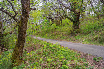 Grove of old chestnut trees ( sweet chestnut, Castanea sativa ) on spring day. Montenegro