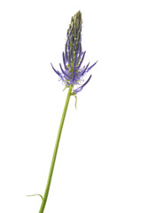 Rampion flower isolated