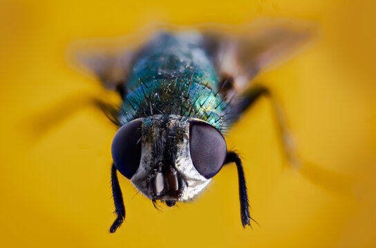 mosca 