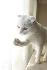 White Scottish fold kitten with blue eyes