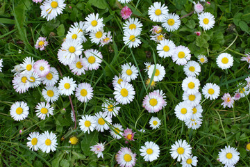 Marguerite (Bellis perennis) bloom in nature