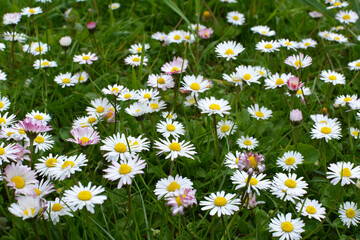 Fototapeta premium Marguerite (Bellis perennis) bloom in nature