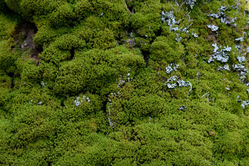 Green moss on a tree trunk on a sunny spring day