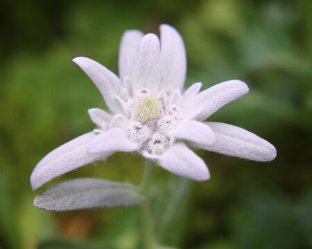 エーデルワイス Images Browse 104 Stock Photos Vectors And Video Adobe Stock