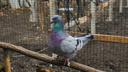 Obraz premium German Modena pigeon. Close up. Decorative colorful pigeon. Beautiful originals various types breed pigeons. Special plumage. Domestic birds. 