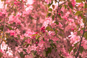 THE BLOOMING BUSH OF PINK CHERRY