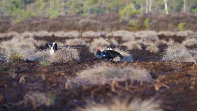 Black Grouse on spring bog ready for fighting, lekking. Spring colors of moors with black grouse, blackcock. Male Black Grouse lek game at sunrise. Lyrurus tetrix lekking in Estonia, Saaremaa swamp