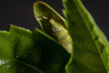 Female Adult Unicorn Mantis