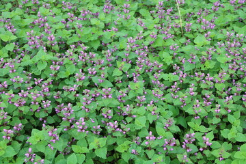 Blooming Glechoma hederacea / Gundermann