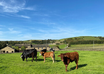 Cattle high on the hills, with farms, dry stone walls, and a blue sky near, Halifax, Yorkshire, UK