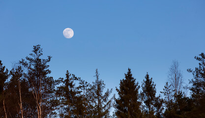 White moon over firs and pines