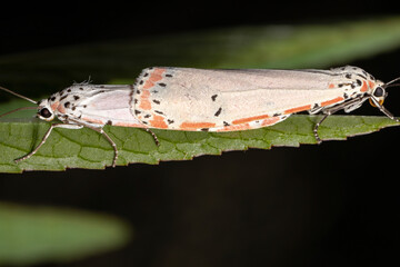 Adult ornamented Bella moth