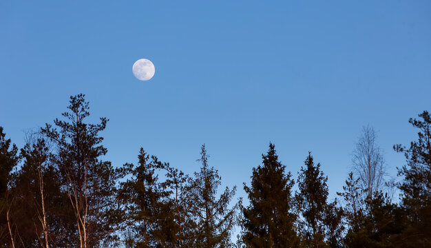White moon over firs and pines
