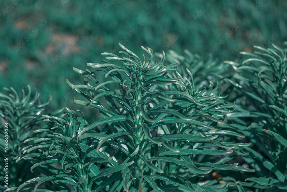 Sticker Closeup shot of organic rosemary plants in the garden