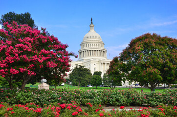 Capitol Building with pink flowers foreground in springtime - Washington DC United States