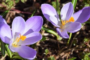 spring crocus flowers beautiful blooming blue crocuses in their natural environment