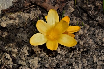 yellow flowers of a frangipani blooming yellow crocus close up in natural environment